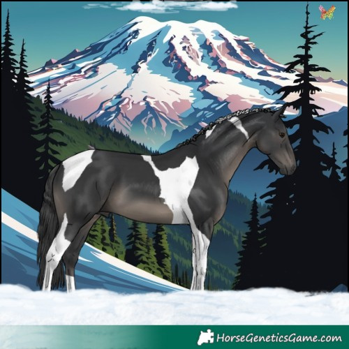 Horse Color:Black Tobiano 