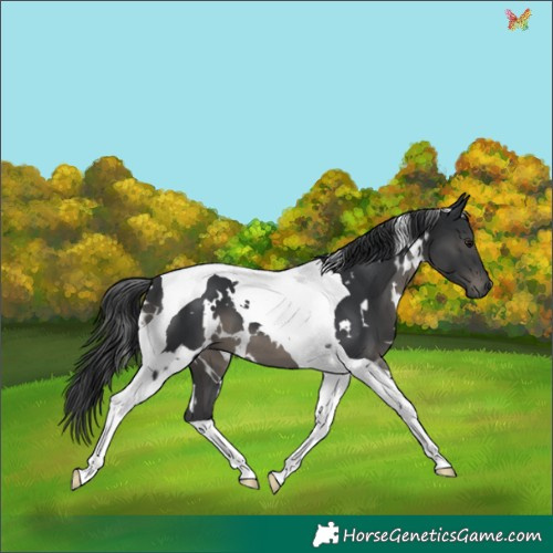 Horse Color:White Spotted Black Tobiano 