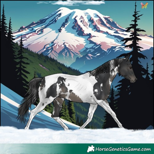 Horse Color:White Spotted Black Tobiano 