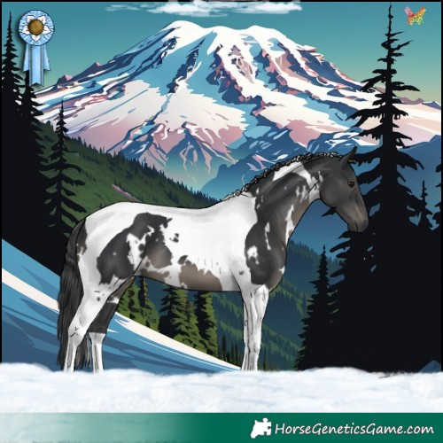 Horse Color:White Spotted Black Tobiano 