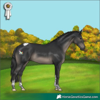 Horse Color:Black Tobiano