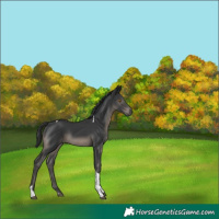 Horse Color:Black Tobiano
