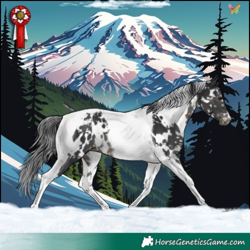 Horse Color:White Spotted Black Tobiano Appaloosa 