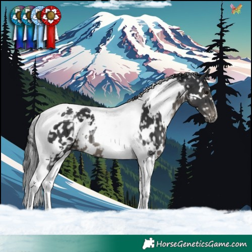 Horse Color:White Spotted Black Tobiano Appaloosa 