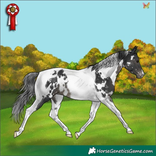 Horse Color:White Spotted Black Tobiano Appaloosa 