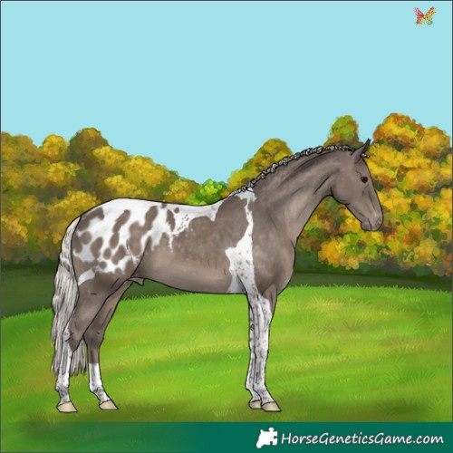 Horse Color:Silver Black Tobiano Appaloosa 