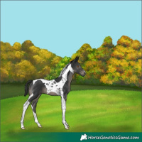 Horse Color:Black Tobiano 