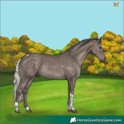 Horse Color:Silver Black Tobiano 