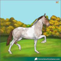 Horse Color:Red Roan Tobiano Rabicano 