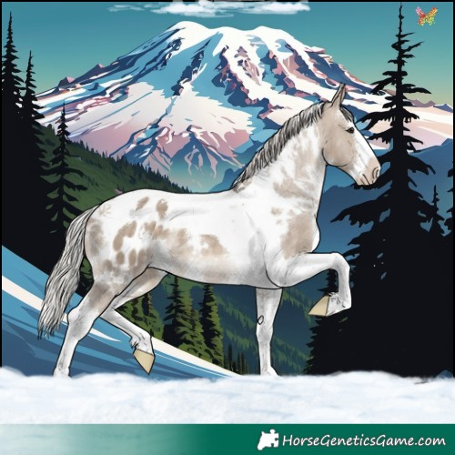 Horse Color:White Spotted Silver Brown Dun Splash Tobiano Appaloosa 