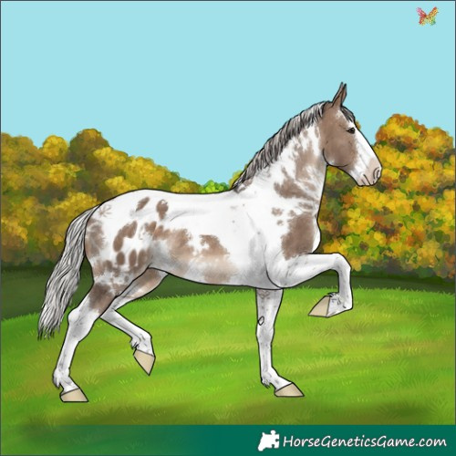 Horse Color:White Spotted Silver Brown Dun Splash Tobiano Appaloosa 