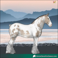 Horse Color:White Spotted Silver Brown Dun Splash Tobiano Blanket 
