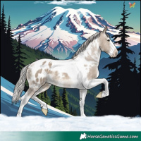 Horse Color:White Spotted Silver Brown Dun Splash Tobiano Appaloosa 
