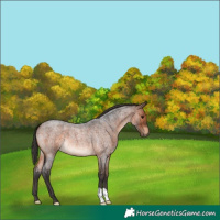 Horse Color:Brown Roan