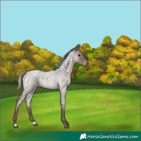 Horse Color:Silver Blue Roan 