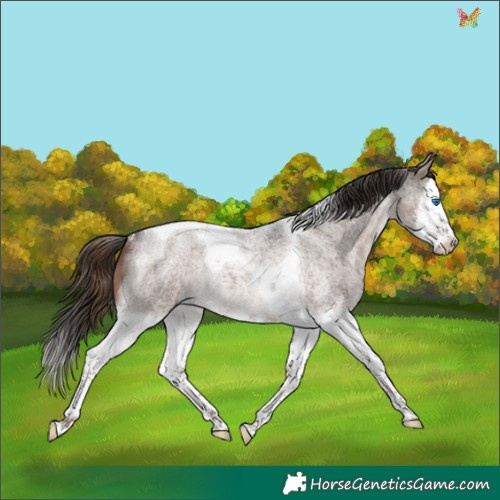 Horse Color:Liver Red Roan Splash Tobiano Rabicano 