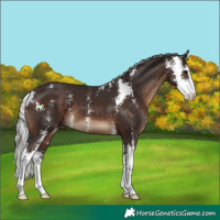 Horse Color:Silver Brown Sabino