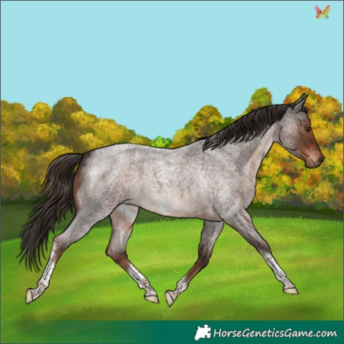 Horse Color:Liver Red Roan Tobiano 