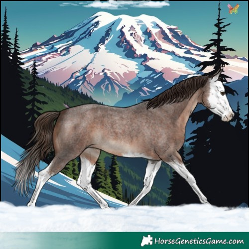 Horse Color:Liver Red Roan Splash 