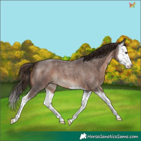 Horse Color:Liver Red Roan Splash 