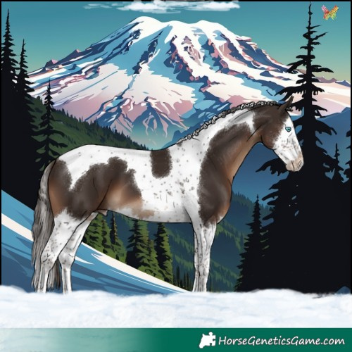 Horse Color:Liver Chestnut Splash Tobiano 