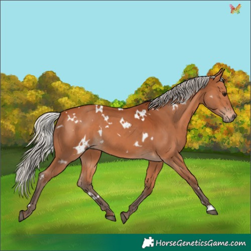 Horse Color:White Spotted Silver Bay 
