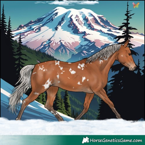 Horse Color:White Spotted Silver Bay 