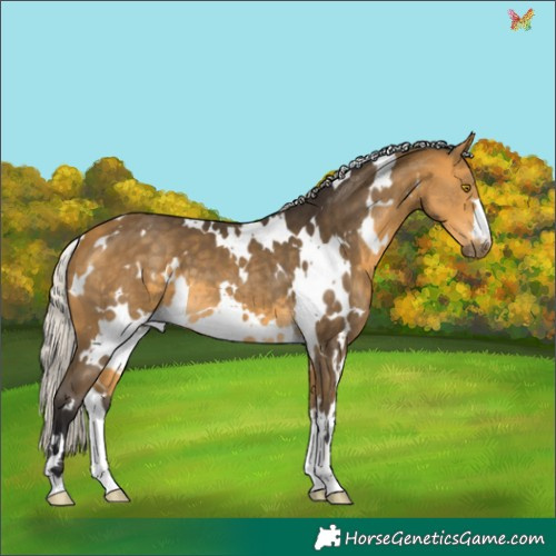 Horse Color:White Spotted Silver Buckskin 