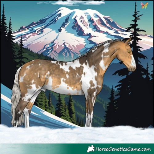 Horse Color:White Spotted Silver Buckskin 