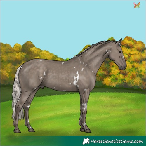 Horse Color:White Spotted Silver Grullo 