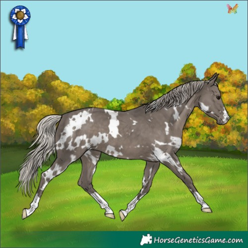 Horse Color:White Spotted Silver Black 