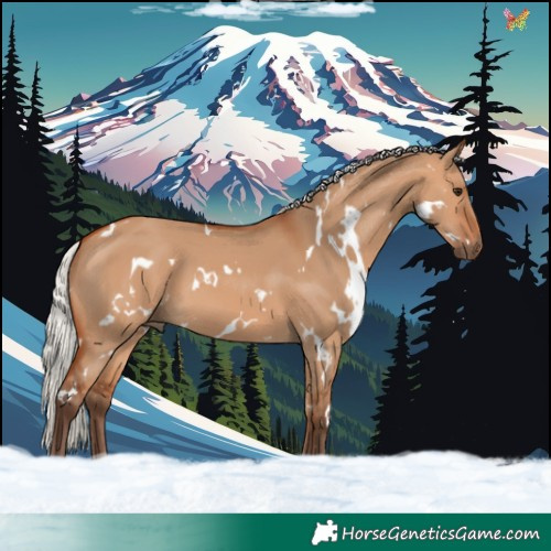Horse Color:White Spotted Silver Bay Dun 