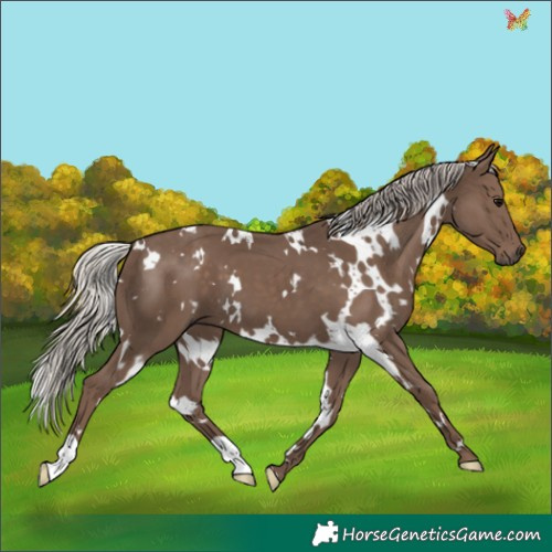 Horse Color:White Spotted Silver Black 