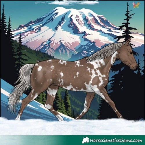Horse Color:White Spotted Silver Black 