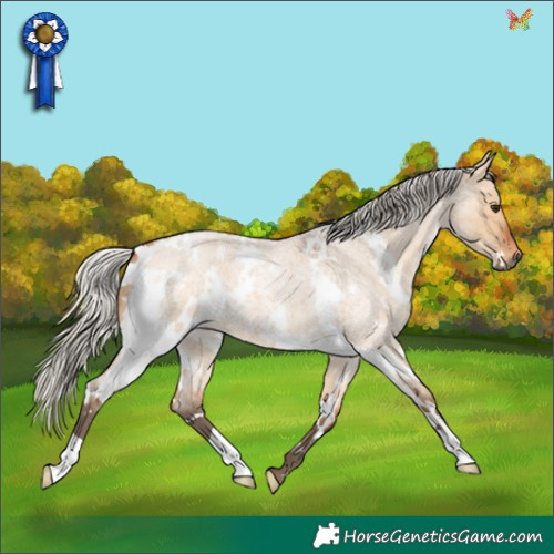 Horse Color:White Spotted Silver Bay Roan Dun 