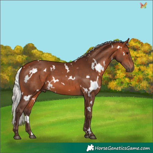 Horse Color:White Spotted Silver Brown 