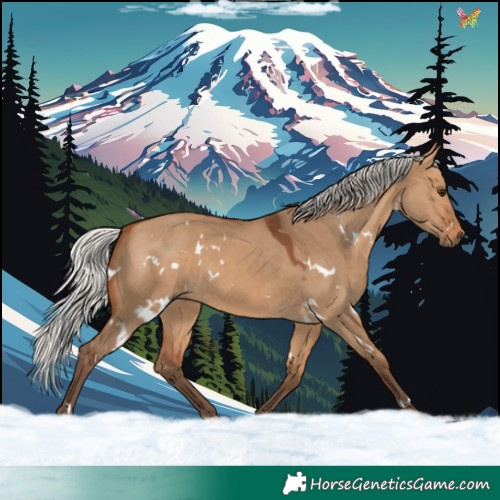 Horse Color:White Spotted Silver Bay Dun 