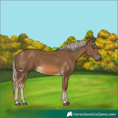 Horse Color:Chocolate Palomino 
