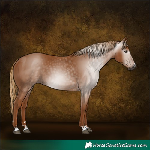 Horse Color:Gray Chestnut 