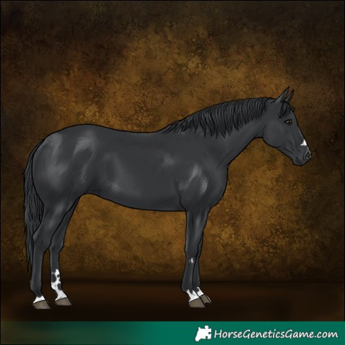 Horse Color:Black 
