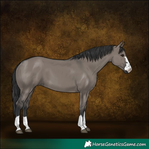 Horse Color:Grullo 
