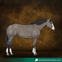Horse Color:Grullo