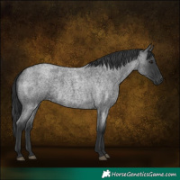 Horse Color:Blue Roan