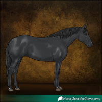 Horse Color:Black 