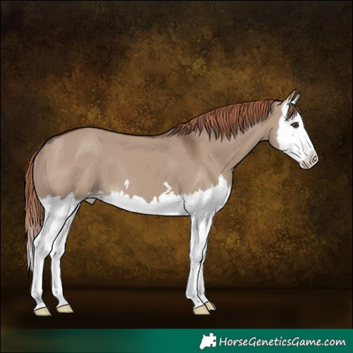 Horse Color:Liver Red Dun Splash 