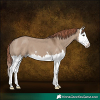 Horse Color:Liver Red Dun Splash
