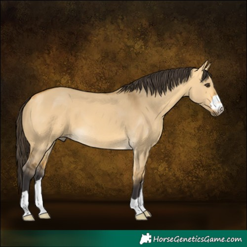 Horse Color:Buckskin Dun