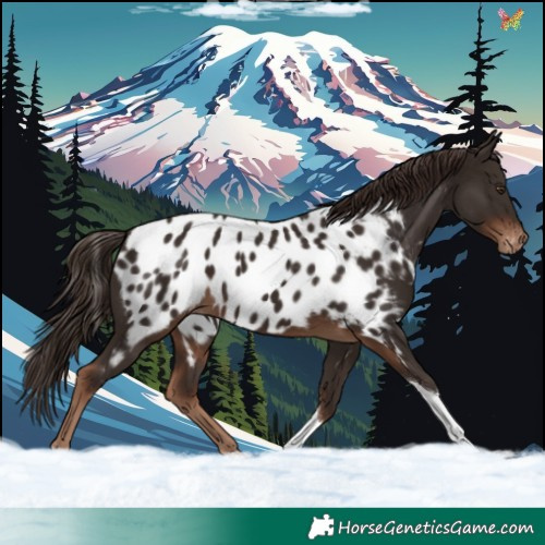 Horse Color:Liver Chestnut Tobiano Appaloosa 