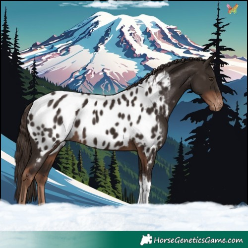 Horse Color:Liver Chestnut Tobiano Blanket