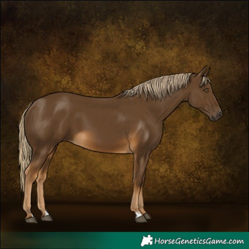 Horse Color:Chocolate Palomino 